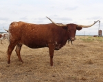 Oh Baby Doll C P - Longhorn Cows