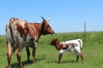 Over Sweet C P - Longhorn Cows