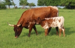 Discovery Magic Girl CP - Longhorn Cows