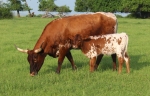 Discovery Magic Girl CP - Longhorn Cows