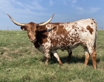 SBL Minnie - Longhorn Cows