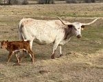 Boomerang Magic C P - Longhorn Cows