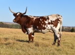 CL Just A Little Spicy - Longhorn Cows