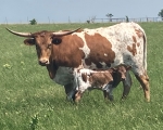 R4 Clear Sky - Longhorn Cows