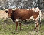 CF Cheryls Favorite - Longhorn Cows