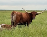 Discovery Doll C P - Longhorn Cows