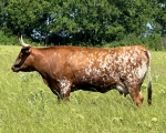 Sunrise Sprinkles 118 - Longhorn Cows