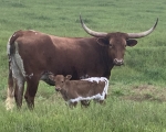 Discovery Melody CP - Longhorn Cows