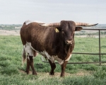 High Redemption CP - Reference Longhorn Bulls