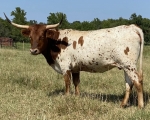 Kid Emily CP - Longhorn Cows