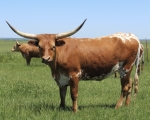 Lady Boom Boom CP - Longhorn Cows
