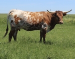 CT Blue Edge - Longhorn Cows