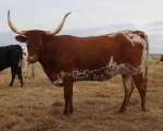 Discover My Heart CP - Longhorn Cows