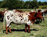 Anchor T Alamo Rose - Longhorn Cows