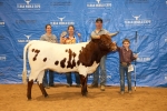 TC3 Miss Rondo Society - Longhorn Cows