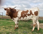 LR Lilly 00 - Longhorn Cows