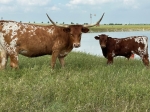 Cisco N Wine CP - Longhorn Cows