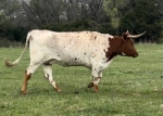 Double Duchess - Longhorn Cows