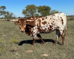 Haywire Beth Dutton - Longhorn Cows