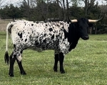 HL Betsy - Longhorn Cows