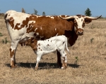 Sweet Aurora - Longhorn Cows
