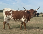 AHL Lil Mama - Longhorn Cows
