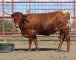 LR Strawberry Wine CP - Longhorn Cows