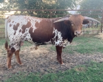 Cisco Ace High CP - Reference Longhorn Bulls