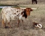 HL Lady Lizzy - Longhorn Cows