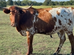 LR Izzy CP - Longhorn Cows