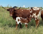 LR Red Bud CP - Longhorn Cows