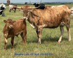 Revolts Lola CP - Longhorn Cows