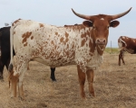 Kid Mary CP - Longhorn Cows