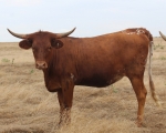 LR Katrinas Ellie Mae CP - Longhorn Cows