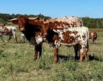 LR Sweet Pea CP - Longhorn Cows
