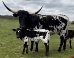 HL Razzle Dazzle 122 - Longhorn Cows