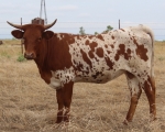 LR Smokin Hottie CP - Longhorn Cows