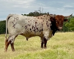 HD Gunnison - Longhorn Bulls