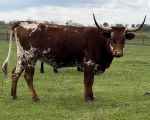 4SF Miss Fancy Pants - Longhorn Heifers