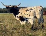 HL Jolene - Longhorn Cows