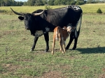 HL Black Betty - Longhorn Cows