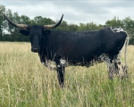 HL Black Betty - Longhorn Cows