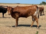 BH Carla Jo C P - Longhorn Cows