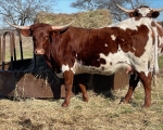 Electra CP - Longhorn Cows