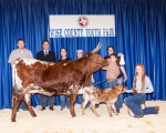 LR Miss Little Britches CP - Longhorn Cows