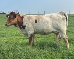 LR Kid Sammy CP - Longhorn Cows