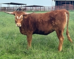 Rev My Magic CP - Longhorn Heifers