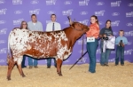 Chaparral Jubilee - Longhorn Heifers