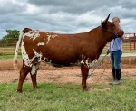 LR Ripping CP - Longhorn Heifers