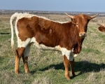 Missy CP - Longhorn Heifers